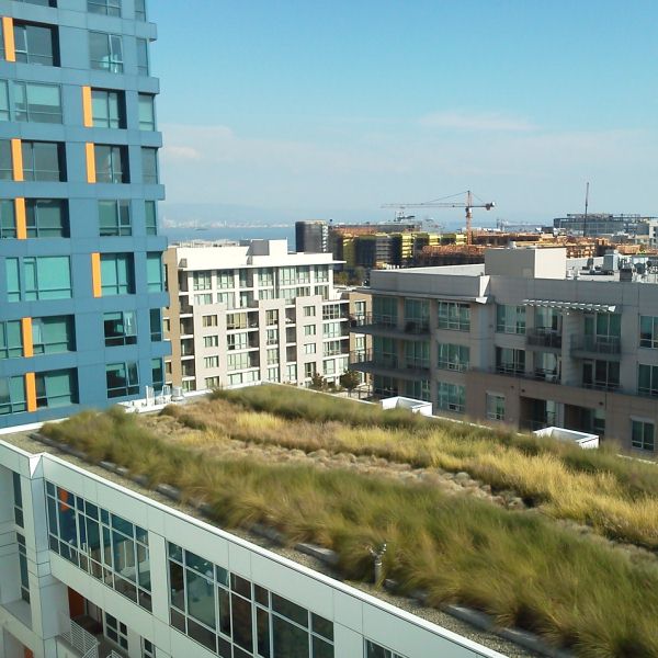 roof top landscaping green roof