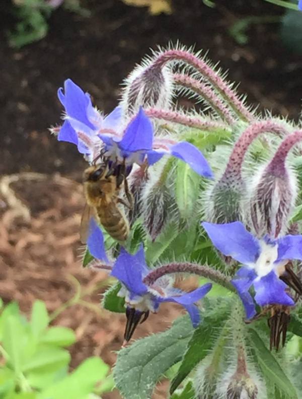 california native plants