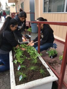 Luis Valdez Community Action Day 2017 San Jose, CA