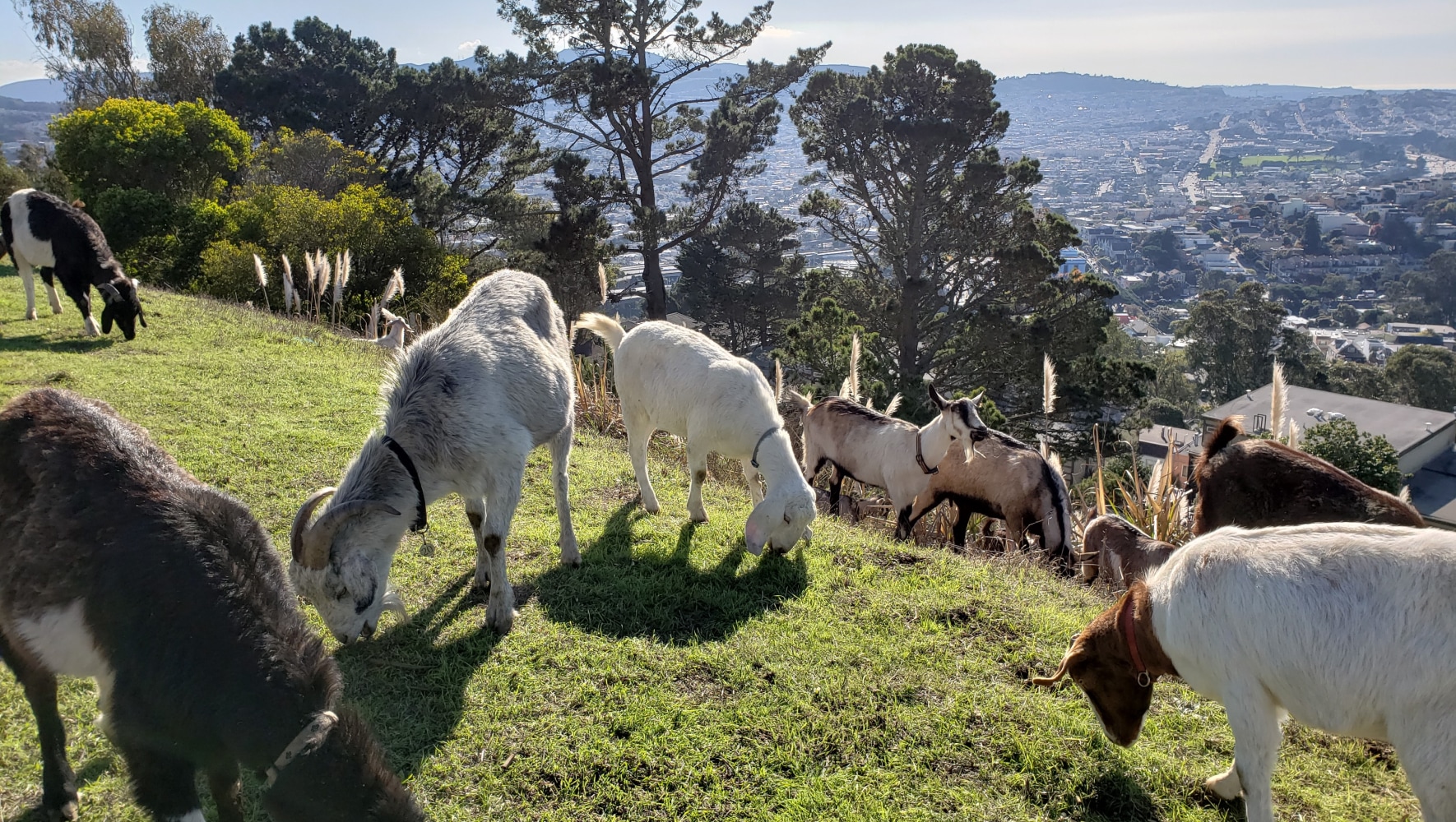 Goat grazing