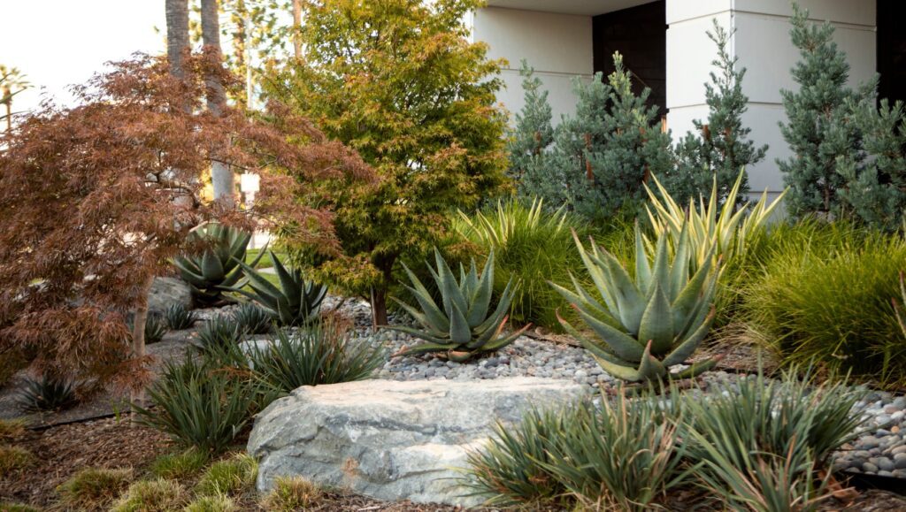 Drought Tolerant Landscapes