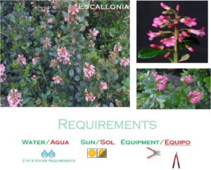 Escallonia medium water landscaping plants