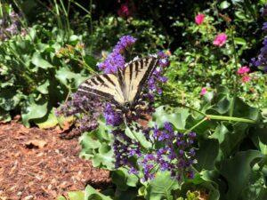 Monarch butterfly on statice