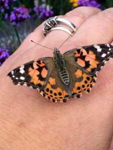 butterfly on hand