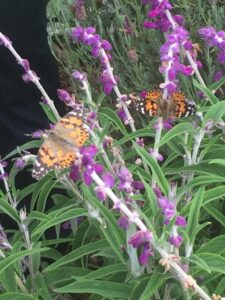 native california plants and butterflies