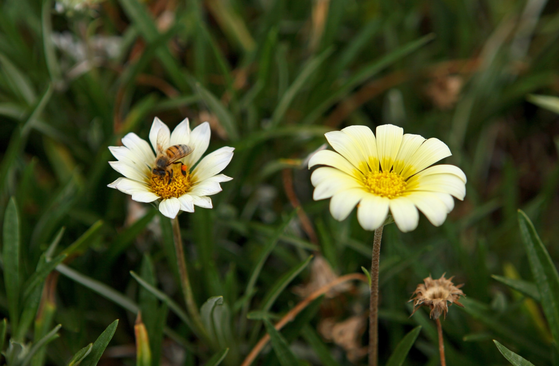 flowers on a green grass