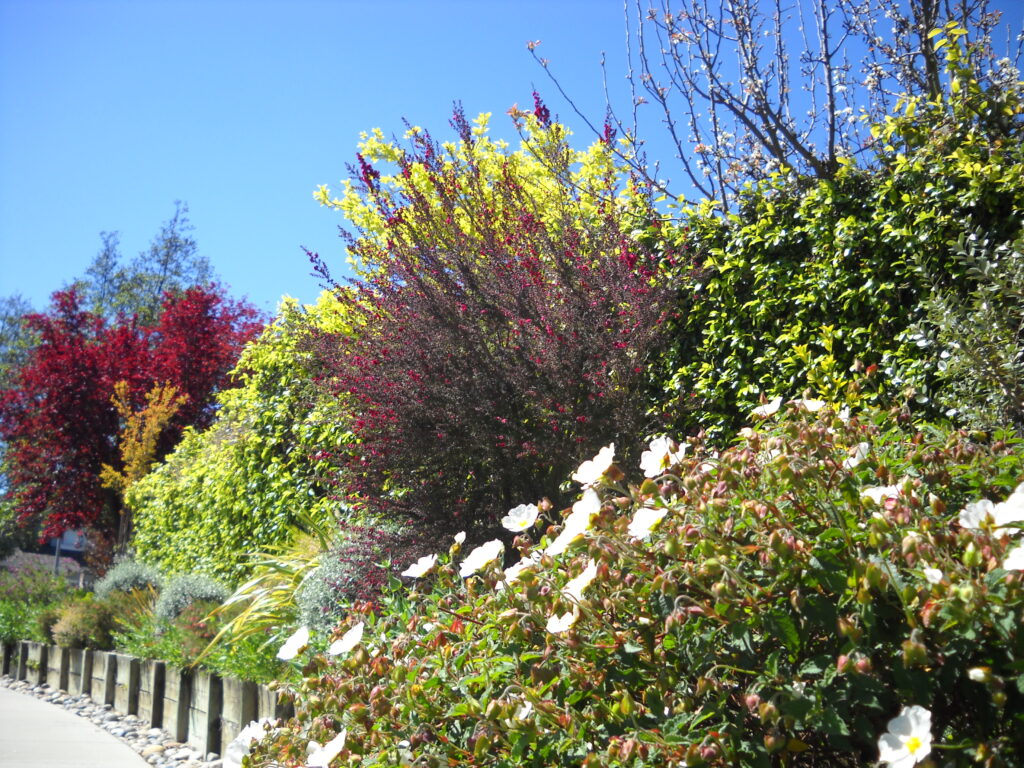 Drought tolerant Plants