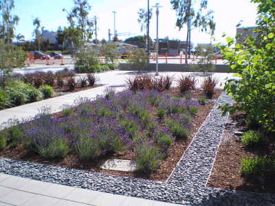 drought garden