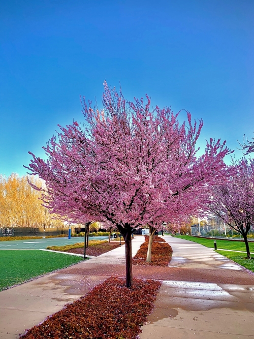 Cherry tree for fruit retardant