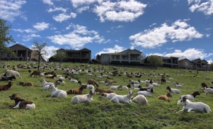 goat grazing