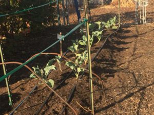 Community Gardens