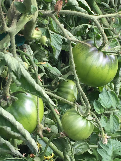 community garden