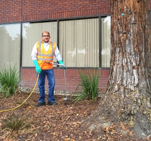 deep root watering trees