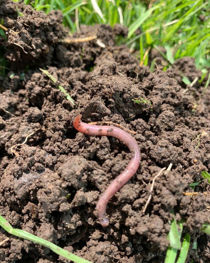 Worm in soil