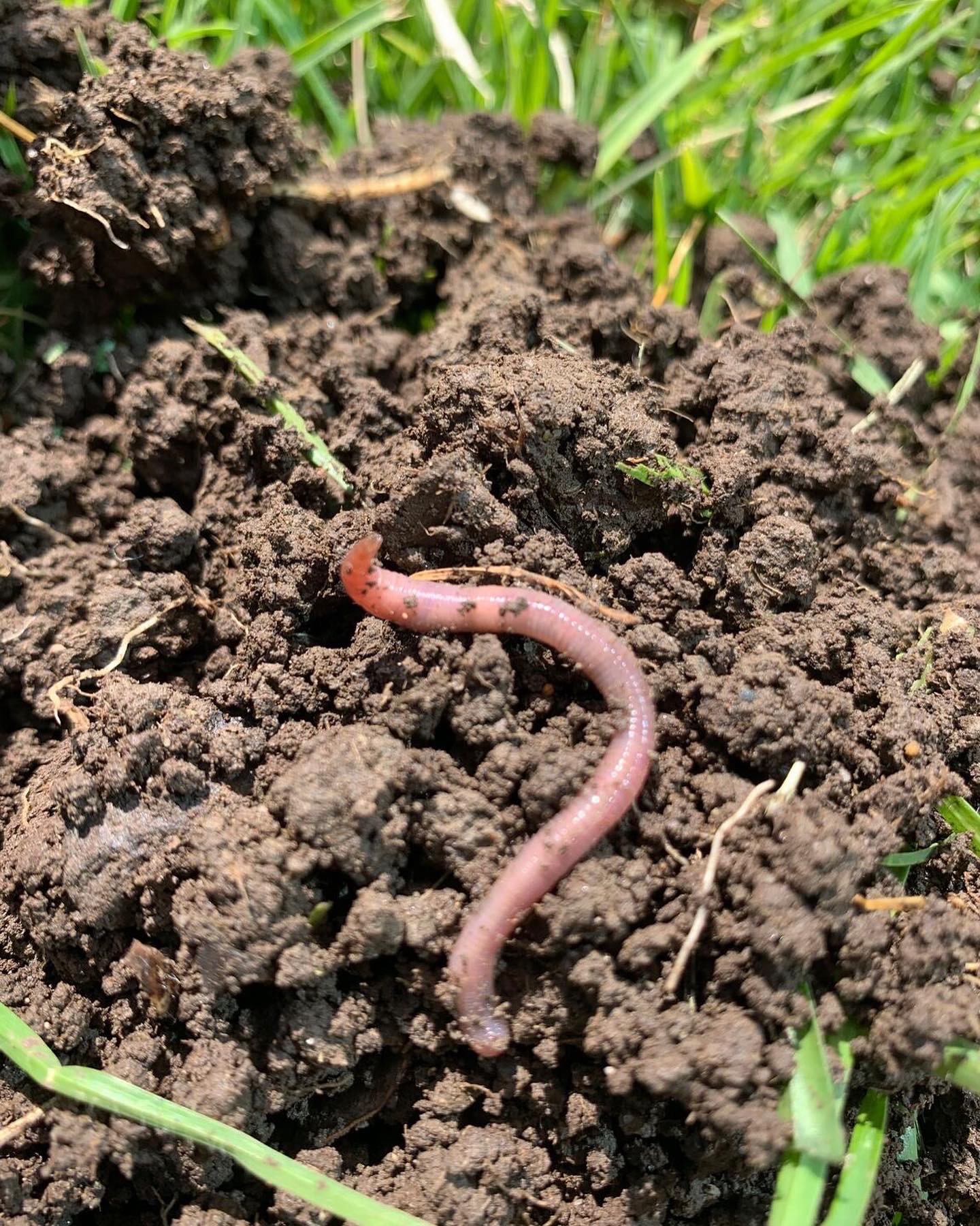 Worm in soil