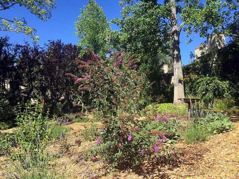 certified wildlife habitat site bay area