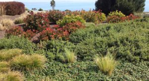 sustainable landscaping services san jose bay area