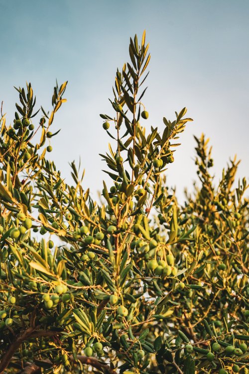 drought tolerant trees bay area