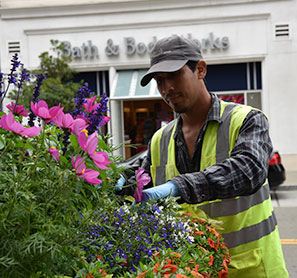 Gachina employee landscaping, plant health care, Bay Area CA, Milpitas