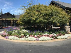 golf course seasonal color plantings at Sharon Heights Golf & Country Club Menlo Park, CA