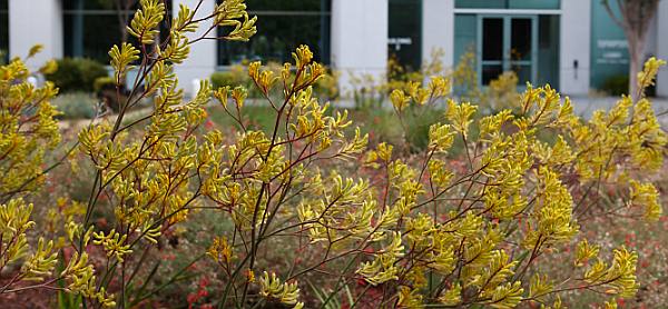 sustainable-landscaping-center