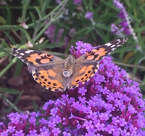 sustainable landscape bay area